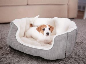 Pet-friendly accommodation website design for Gold Coast STR owners